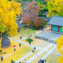 드라마 촬영지라더니, 실물이 훨씬 멋져요&#34;... 돌담·한옥·은행나무까지 완벽한 산책길 이미지
