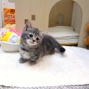 요미 | 상암고양이분양, 여기 완전 천국이잖아?! 😍 요미독앤캣 후기!