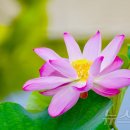 국립세종수목원 이미지