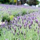 (주)퓨어마인드 이미지