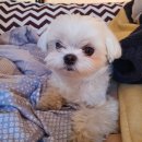 라온펫동물병원 이미지