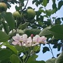 8월의 철지난 사과꽃과 초록사과 이미지