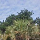 올레길 도심형 2코스 | 제주 오조포구 제주도 올레길 2코스 성산 일출 후기