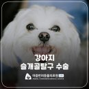 마음반려 동물의료원 | 오산동물병원 강아지 슬개골탈구 증상 및 수술(MPL) [마음반려동물의료원]