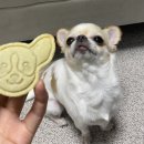 댕댕점빵 이미지