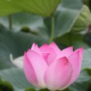 아산시 신정호의 아름다운 연꽃. 이미지