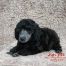 JUN PET(준펫) 이미지