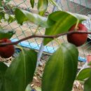 하늘이네 농장 이미지