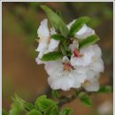 애기똥풀 이미지