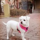 AnyPet | 송도동물병원 애니펫동물병원 꼼꼼한 송도강아지병원