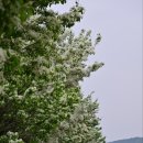 백곡천3 이미지