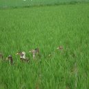 우리집 오리 이미지