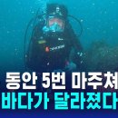 물 속 들어갔다 '깜짝'…제주 바다가 달라졌다 / SBS 2023.9.14 이미지