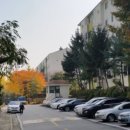 상록수 이미지