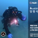 다이브메이트