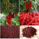 현지네 농원 이미지