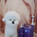 투숑펫살롱 이미지