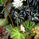 베고니아 이미지