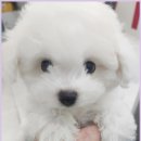 청주강아지분양 애견입양 애견미용 바른펫 | 청주 강아지분양으로 만난 특별한 인연과 행복한 일상