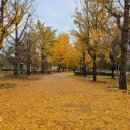 은행나무1길 이미지