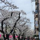 구로-구로-구로-1560 | 일본여행 DAY3 - 3월 나카메구로 벚꽃 개화, 도쿄 스타벅스 리저브 로스터리, 긴자 장어덮밥 맛집