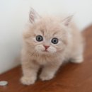 더 샵 동물메디컬센터 이미지