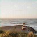 황금오리 이미지