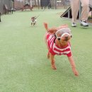 강아지놀이터 | 왕송호수 강아지놀이터 후기 - 11살 푸들 까부리 똥꼬발랄 폭주한 날