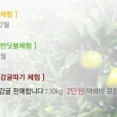 오색귤민박체험농장 이미지