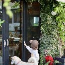 하도조아 이미지