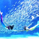 코엑스아쿠아리움 이미지