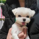 관저펫미용 이미지