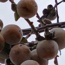 시재시재 이미지