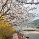 4월 여수 가볼만한곳 까멜리아문 돌산 승월마을 승월제 둘레길 벚꽃 피는시기