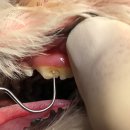 코끼리동물병원 이미지