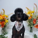 트루디독 이미지