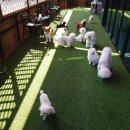 뽀꼬뽀꼬샵(#) 이미지