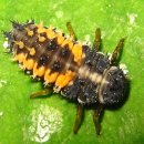 불당대로 이미지