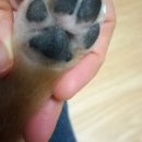 행복을줄개 이미지