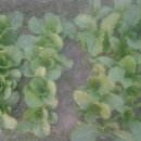 비전농장 이미지