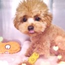 쥬만지동물의료센터 이미지