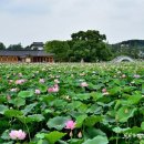 전주 덕진공원의 연꽃 물결 이미지