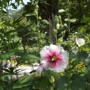 접시꽃민박 이미지