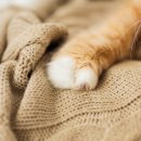 더원고양이동물병원 이미지