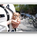 스타일독앤캣 강아지고양이 부천본점 이미지