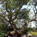 제주 천지연 담팔수 자생지 이미지