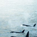 하얀고래 이미지