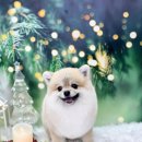 구피애견 이미지