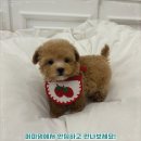 대전고양이분양 퍼피댕 캣 안심분양소 둔산점 | 고흥강아지무료분양 기준이 달라진 퍼피댕 상담 후기