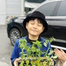 옥과농협경제사업소(마트) | 4/20일상 와부하나로마트 모종시장개장 구입후기 도심텃밭에 심기 고향칼국수 맛있어요!